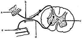 反射弧结构模式图
